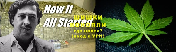 прущие грибы Белокуриха
